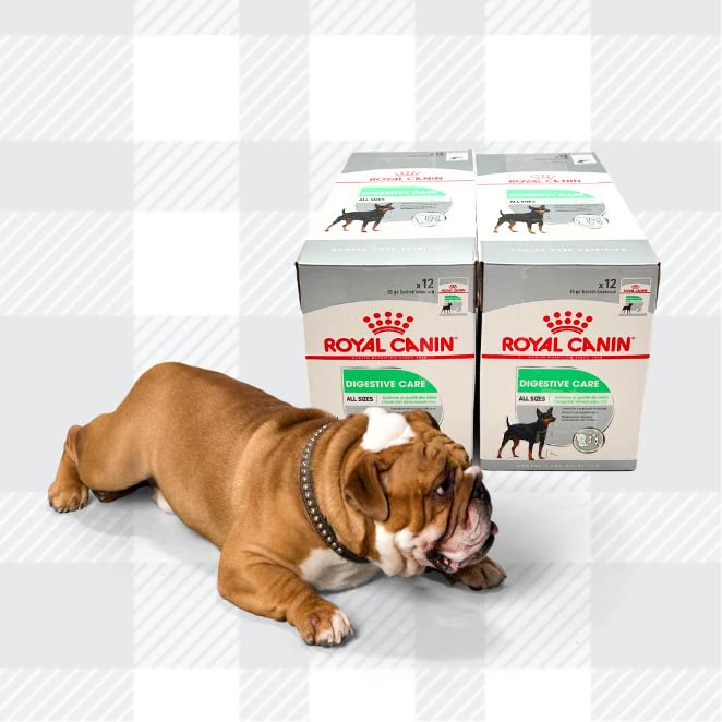AETN Creations Digestive Care Wet Dog Food Pack 2x12x85g plus AETN Jerky Treat, Formulated to Support Optimal Digestive Health in Adult Dogs